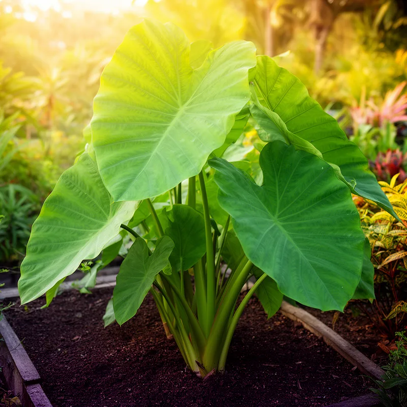 elephant ear