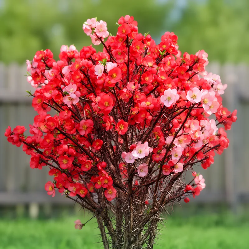 flowering quince