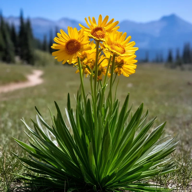 Wyethia amplexicaulis