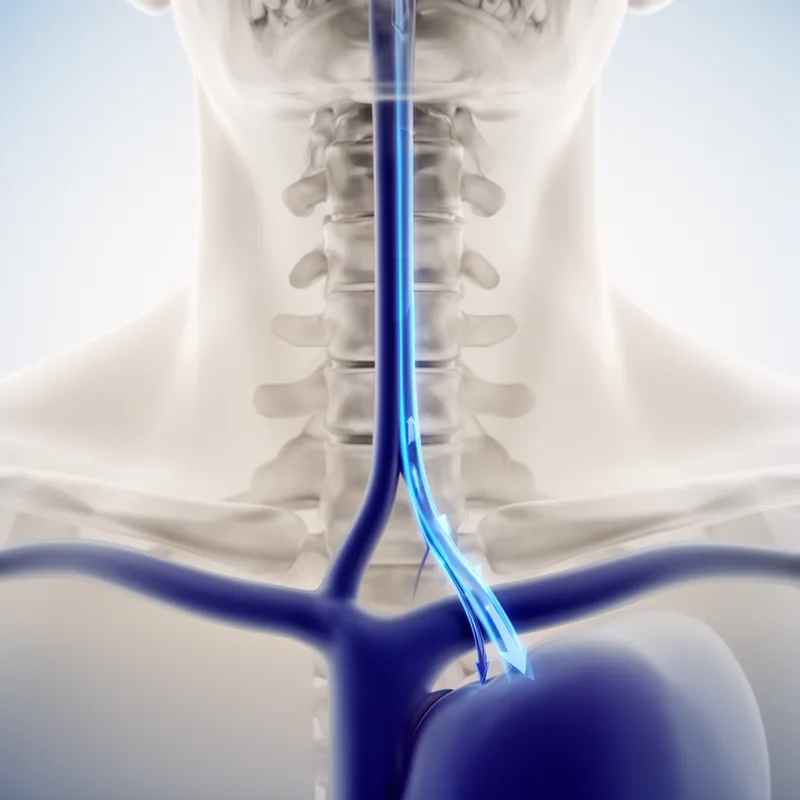 vena vertebralis accessoria