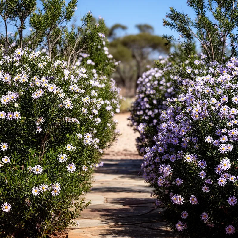 Olearia