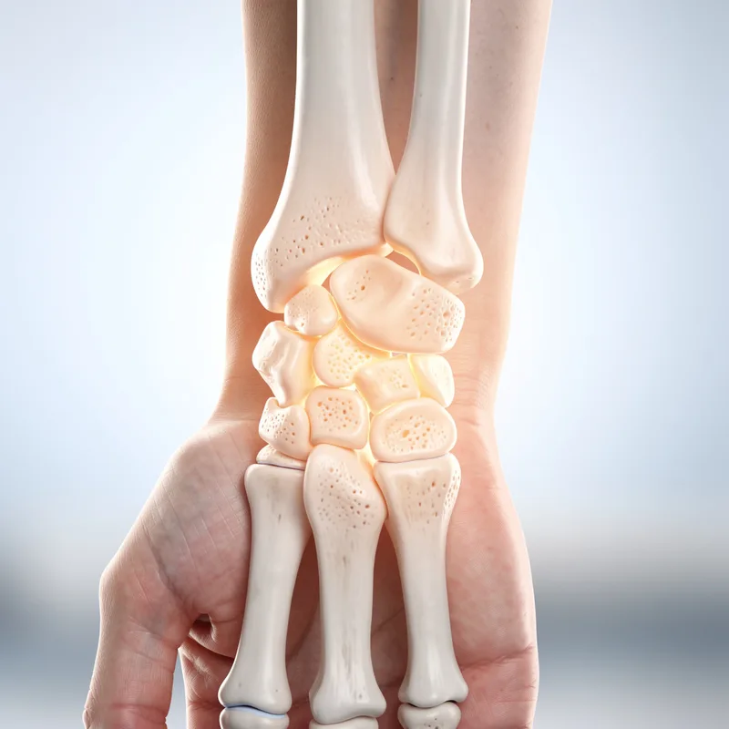 carpal