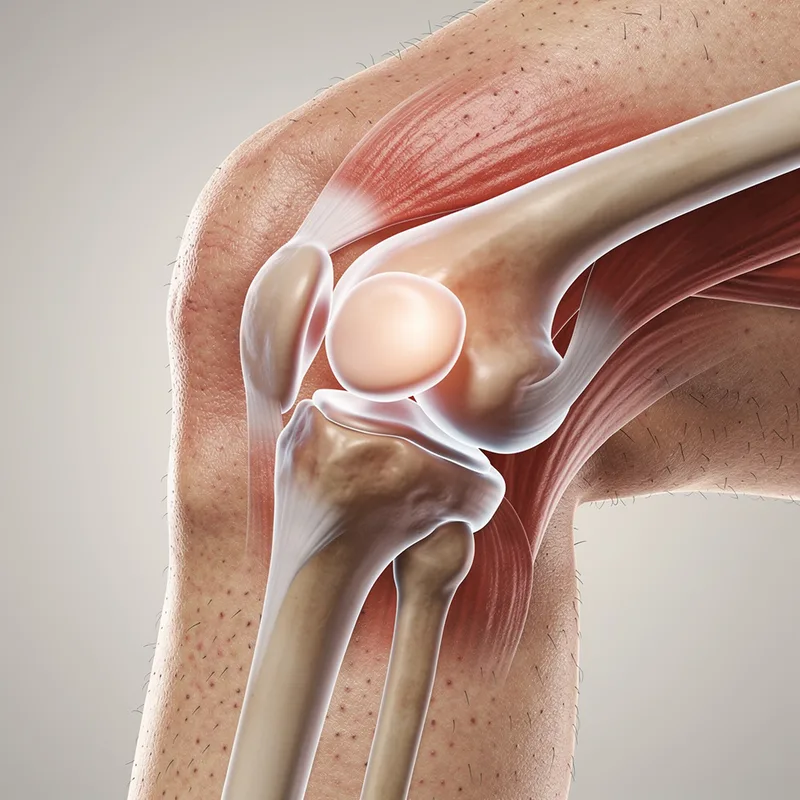kneecap