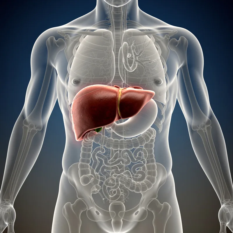 liver
