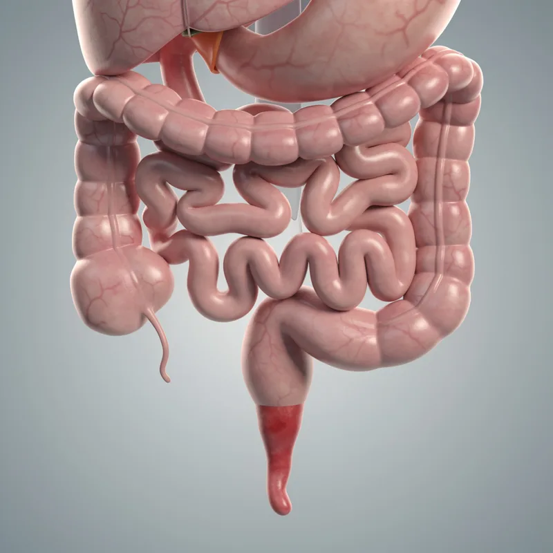 appendix