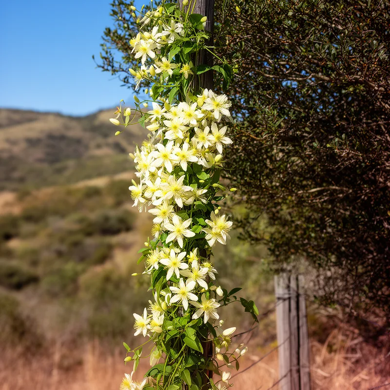 Clematis lasiantha