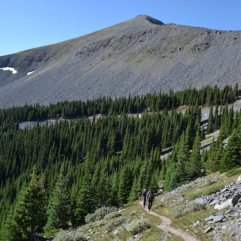 treeline