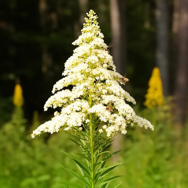 Solidago bicolor