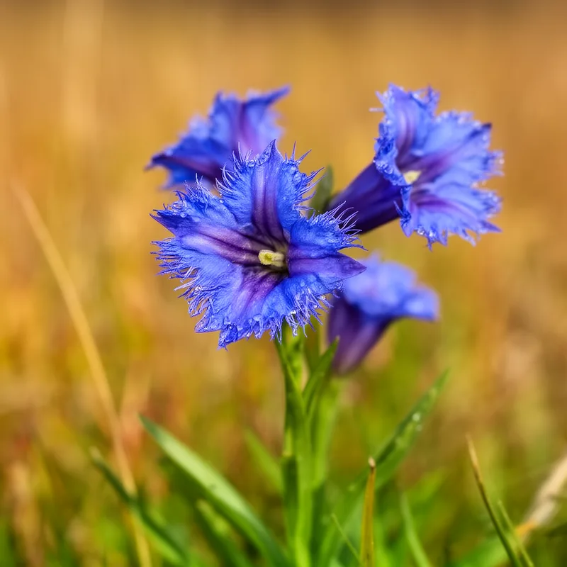 Gentianopsis procera