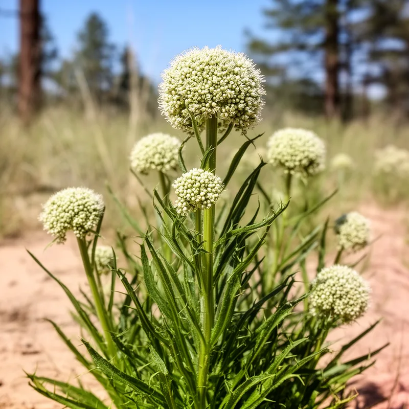 button snakeroot