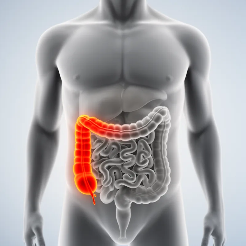 descending colon