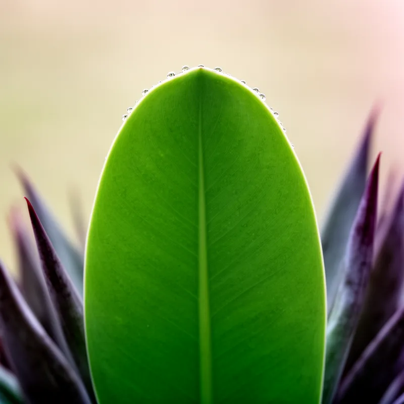 obtuse leaf