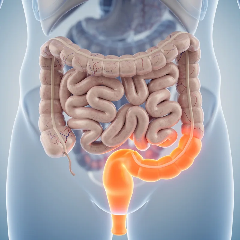 ileum