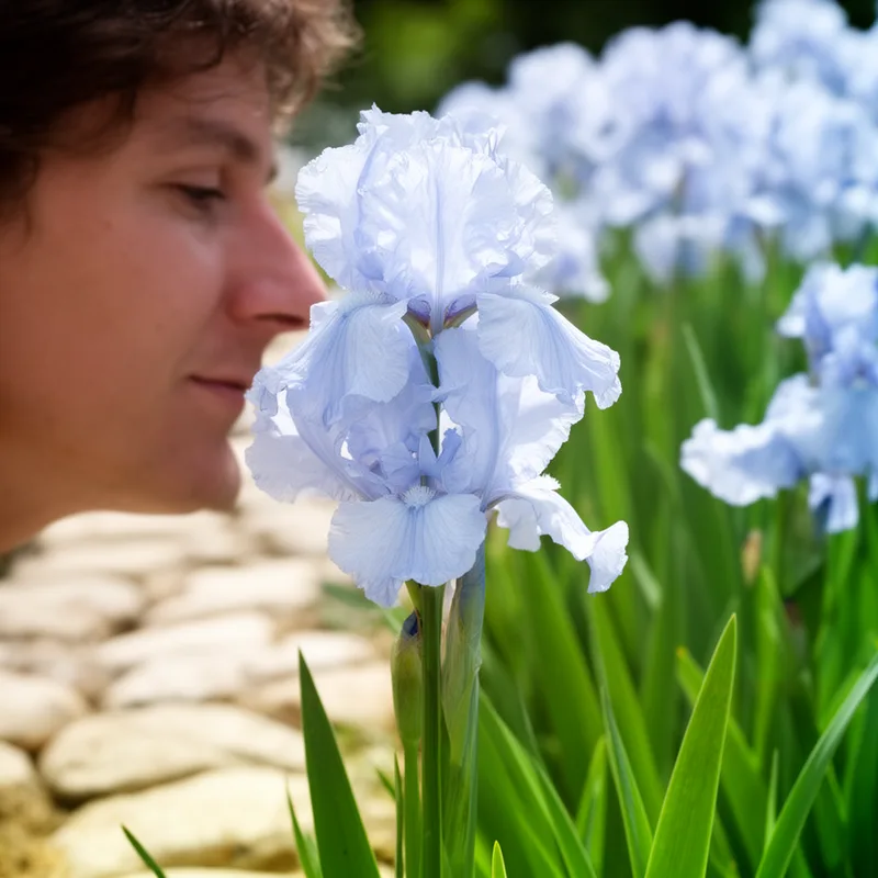 Iris pallida