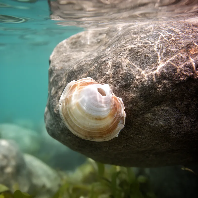 saddle oyster