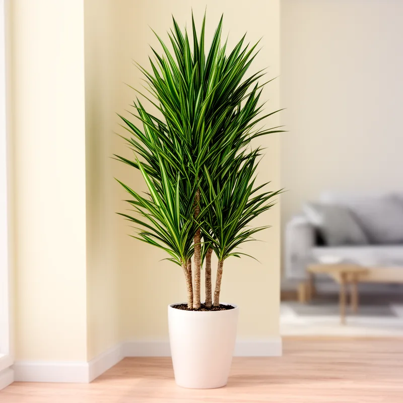 dracaena