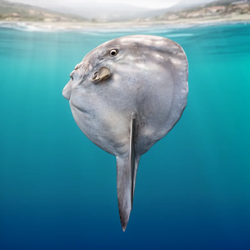 Mola lanceolata