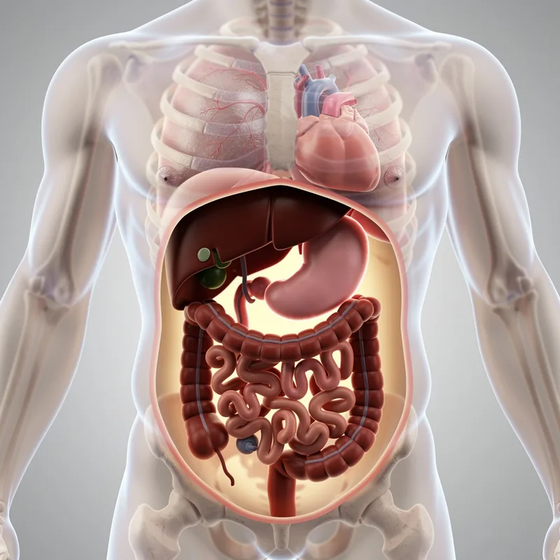 abdominal cavity
