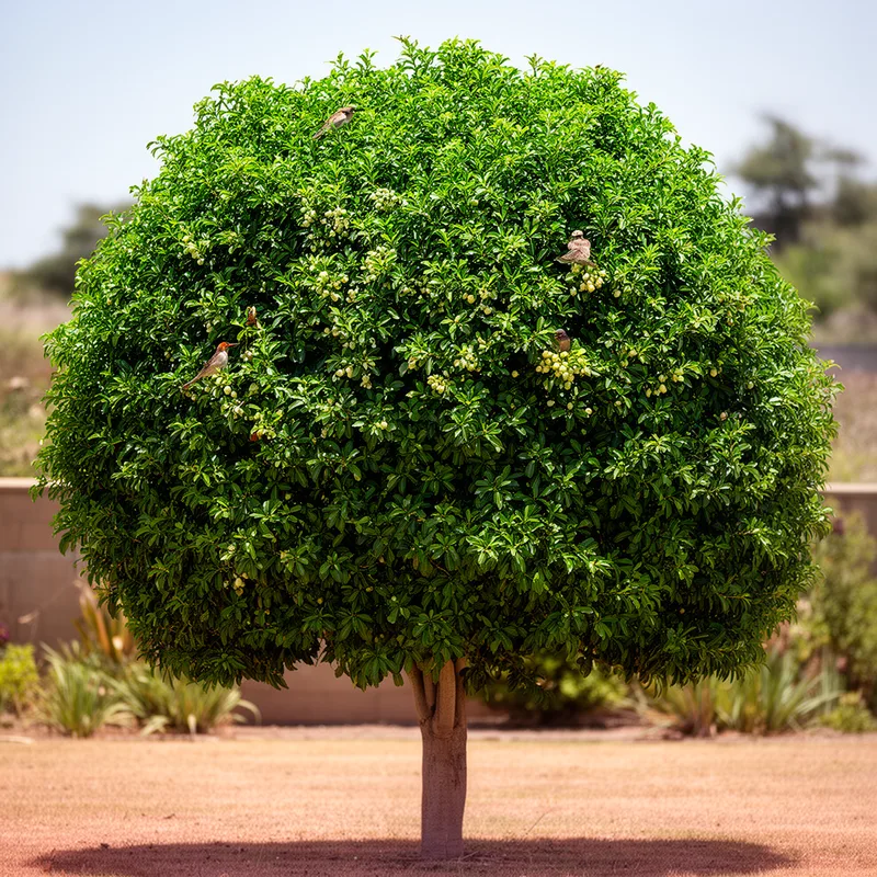 Kiggelaria africana