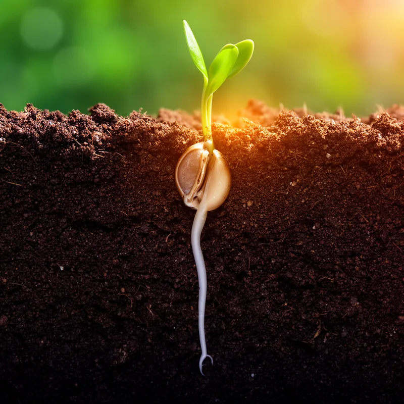 to germinate