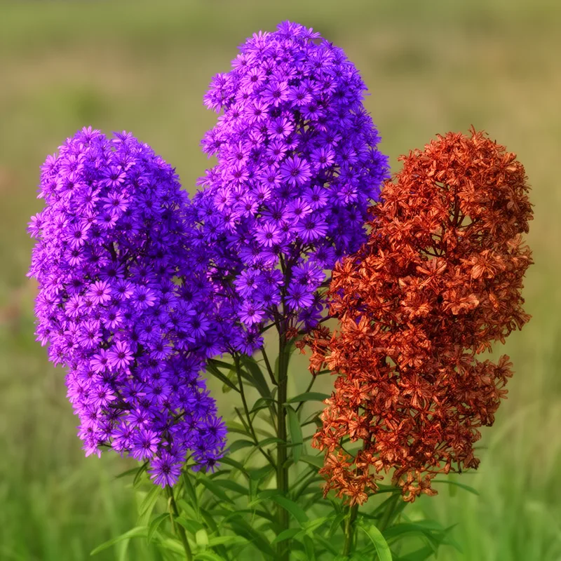 vernonia