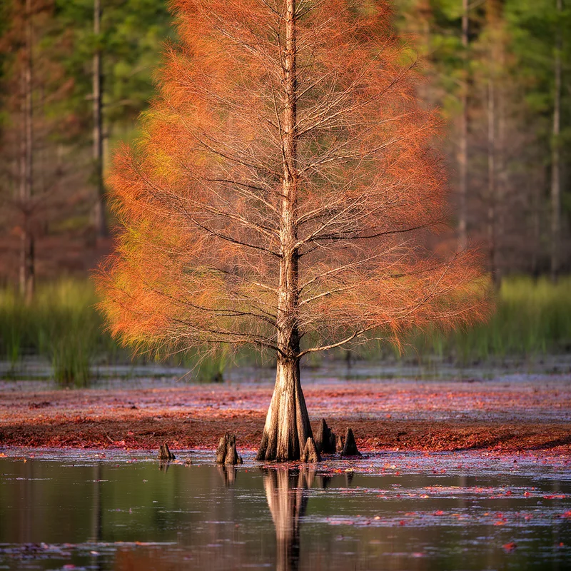 Taxodium ascendens