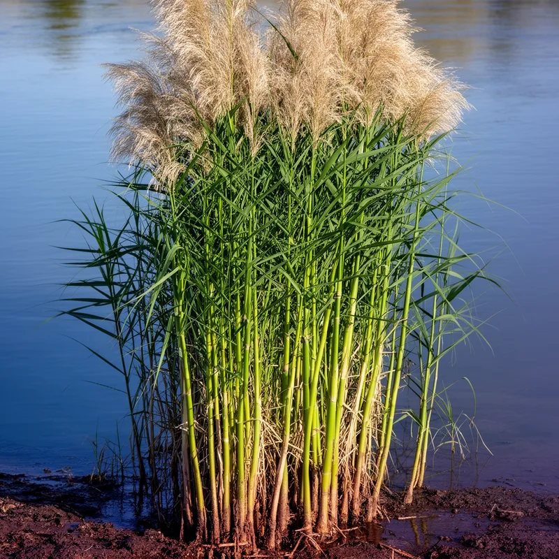 Arundo