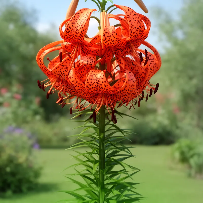Lilium lancifolium