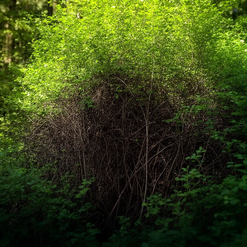 thicket