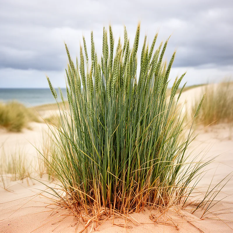 Elymus