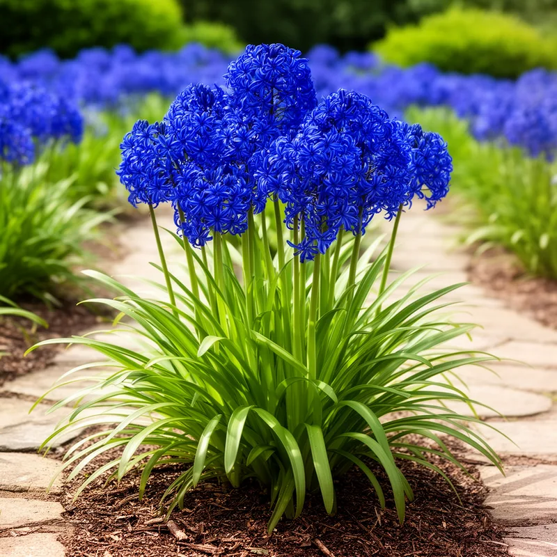 blue African lily