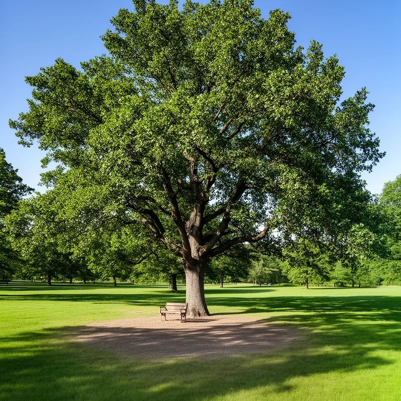 elm