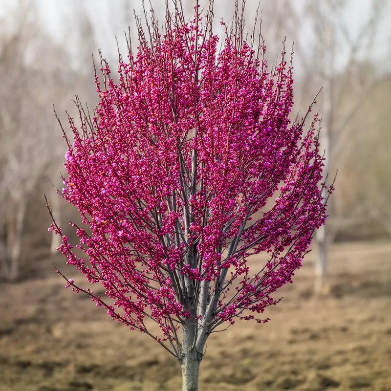 love tree
