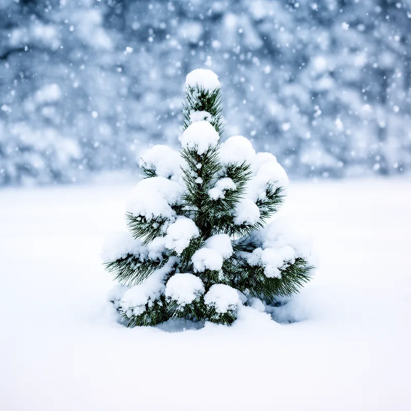 snow