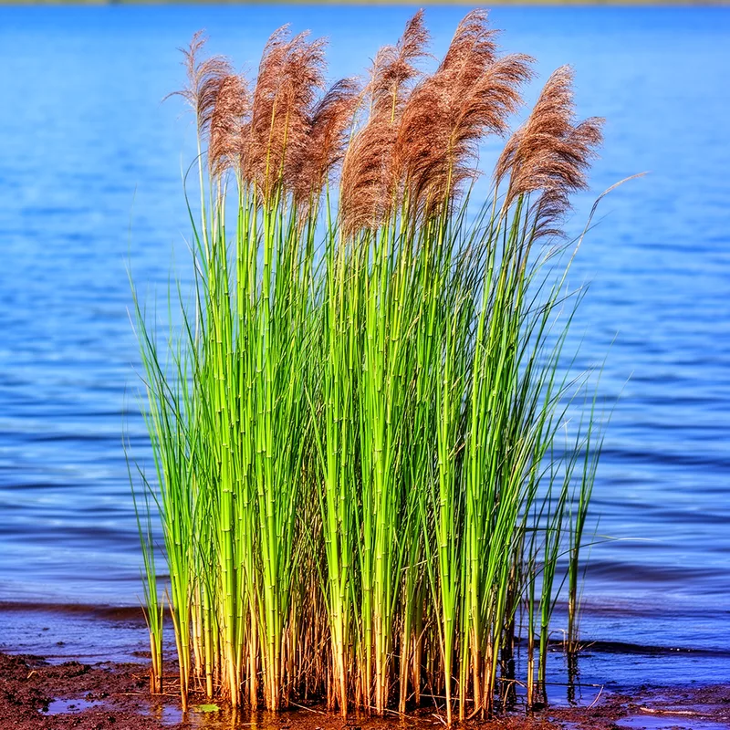 reed