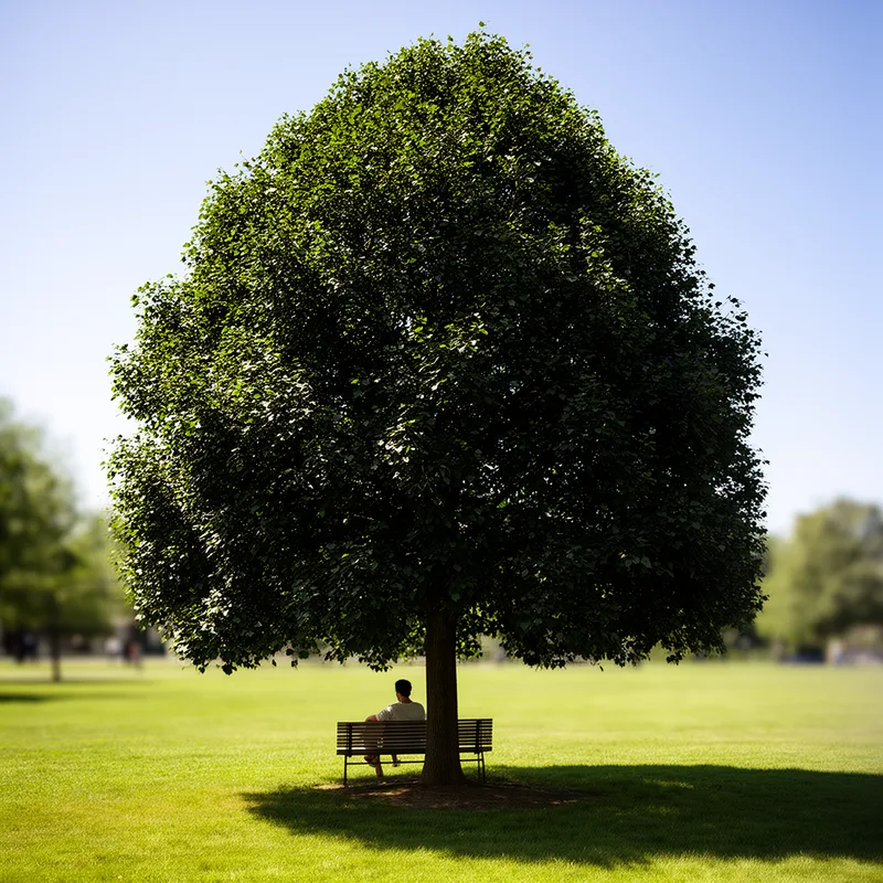 Tilia americana