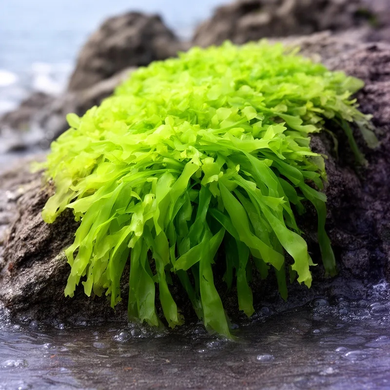 sea-lettuce family