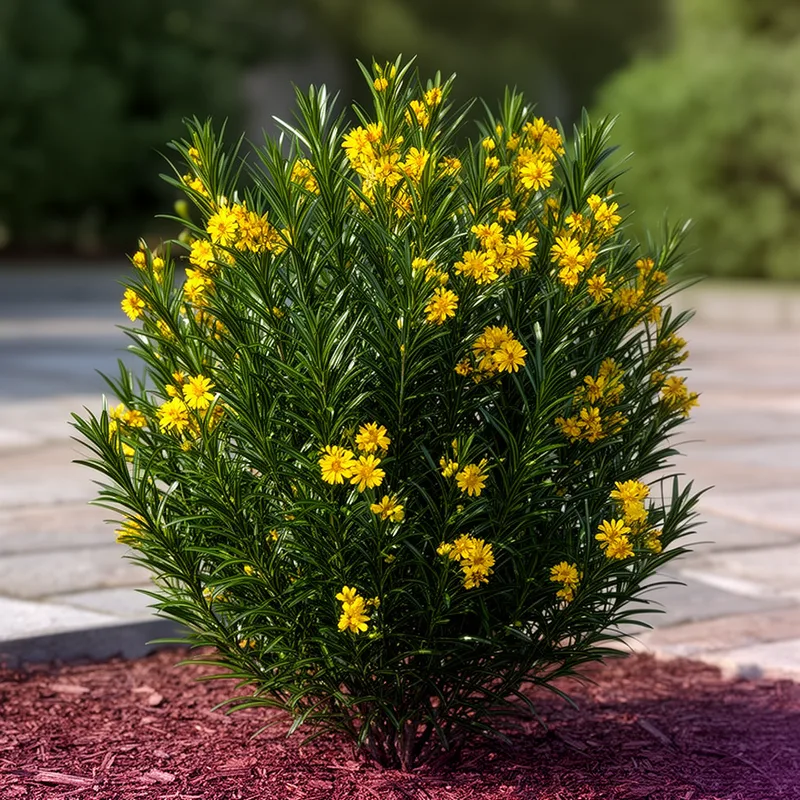 bird's-eye bush