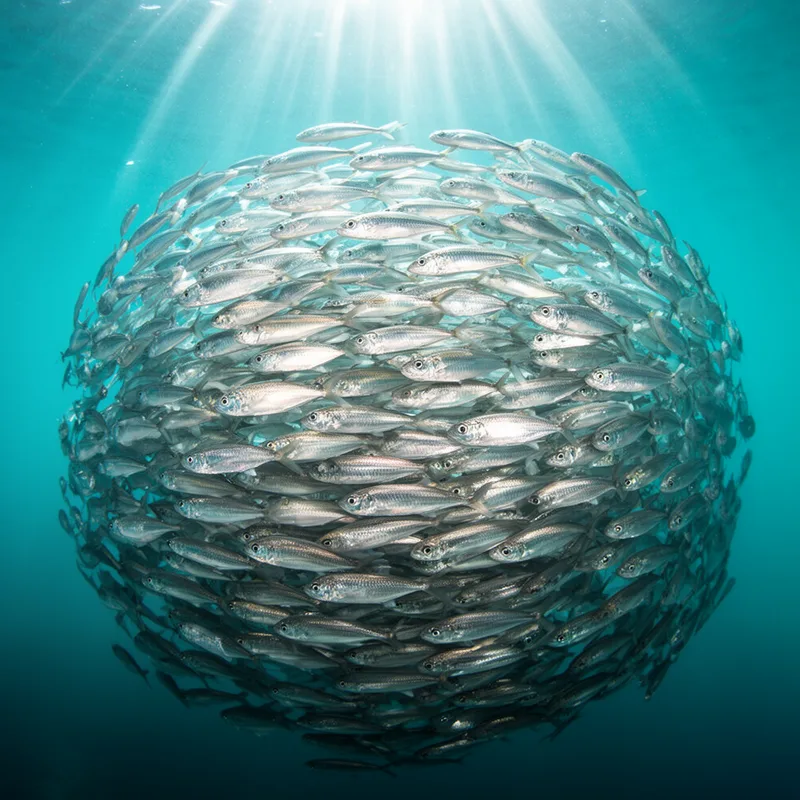 shoal