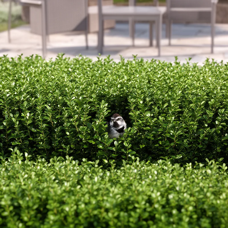 common privet