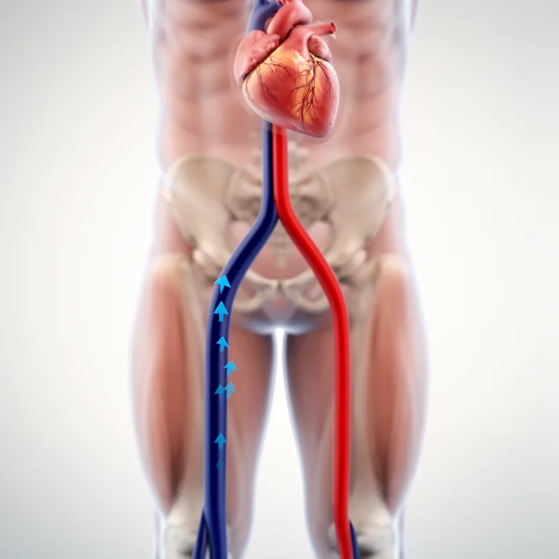 femoral vein
