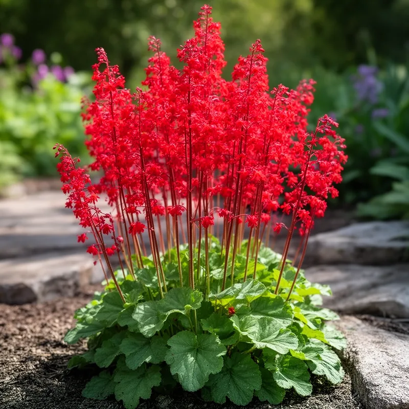 Heuchera sanguinea