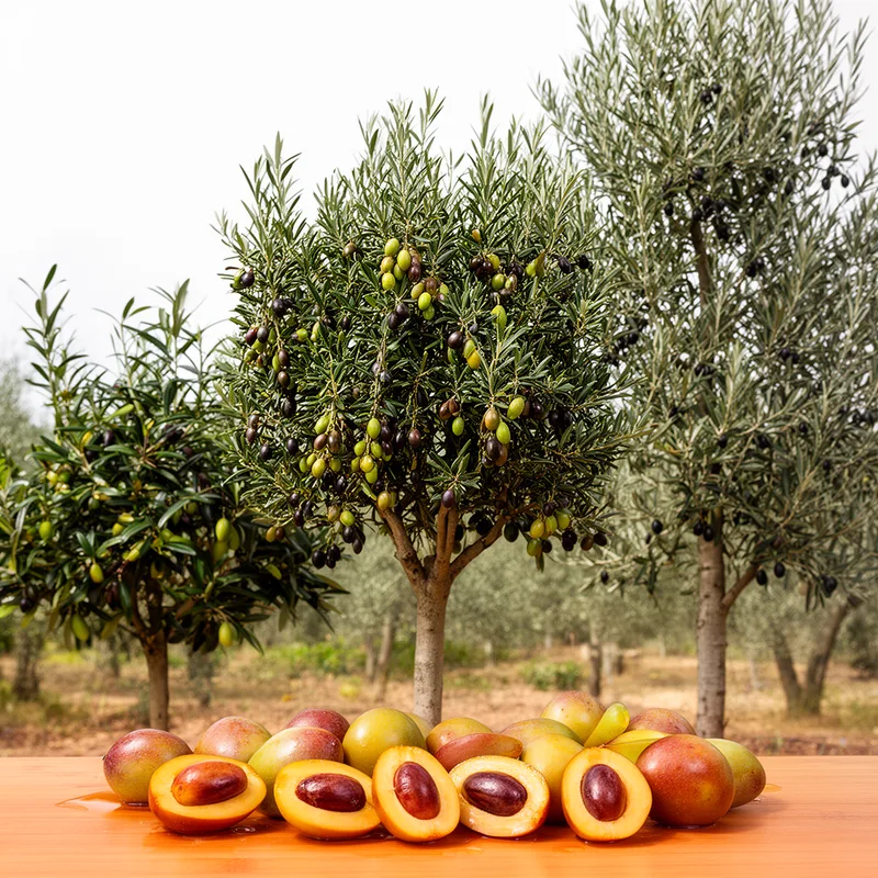 genus Olea