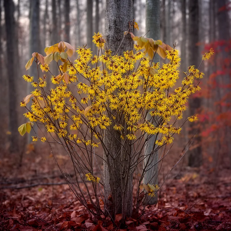 Hamamelis virginiana