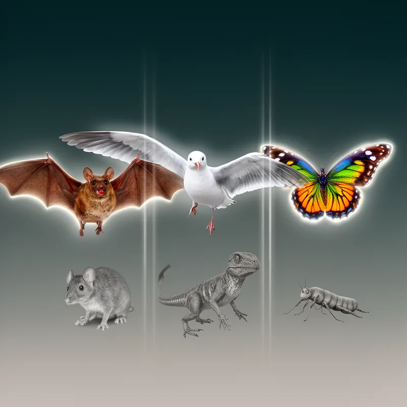 homoplasy