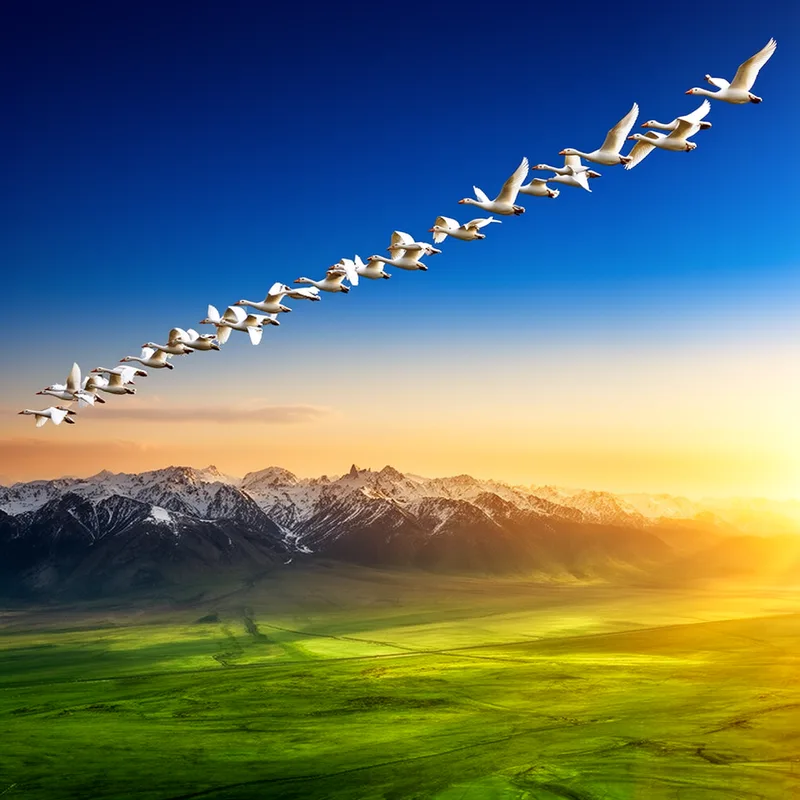 migration