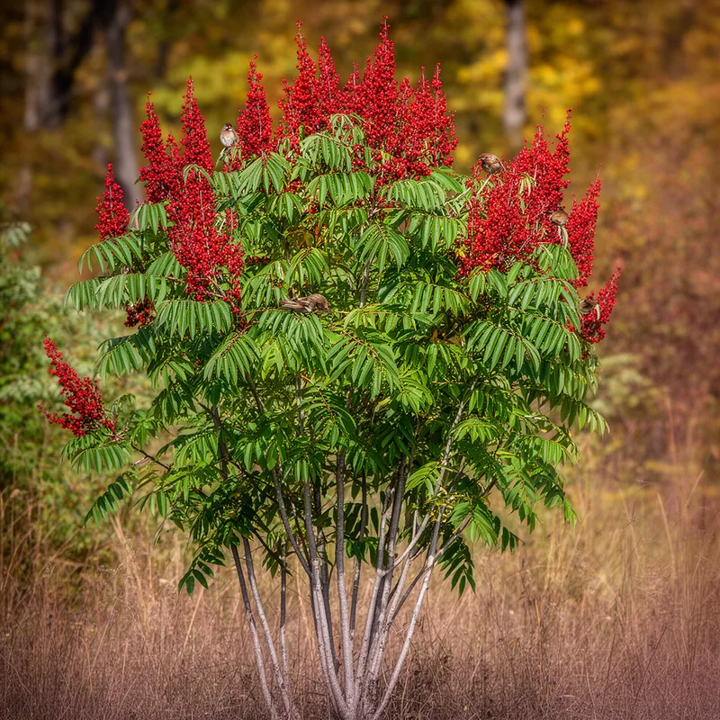 Rhus copallina