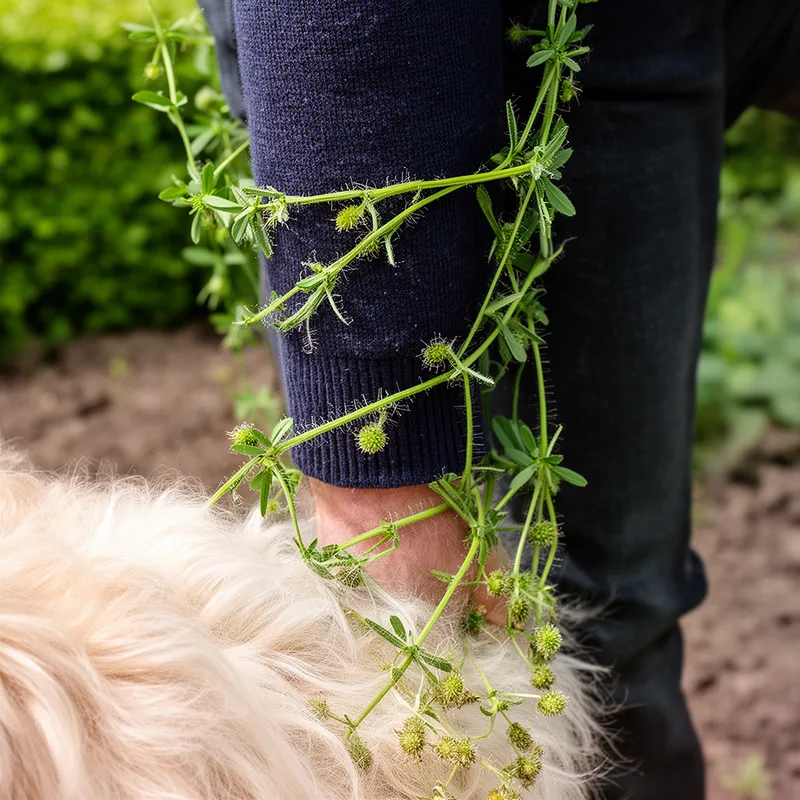 cleavers
