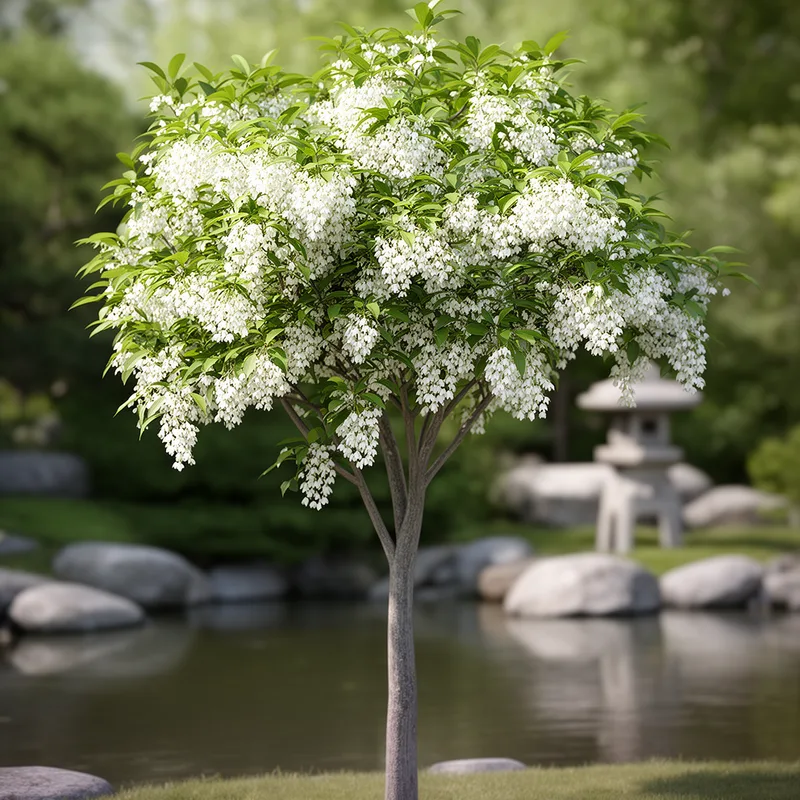 Styrax japonicum