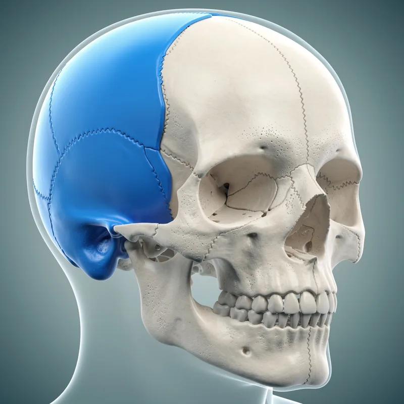 parietal bone